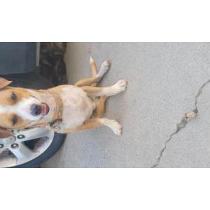 Image of BEAN JR, Lost Dog