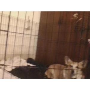 Found Dog unknow
