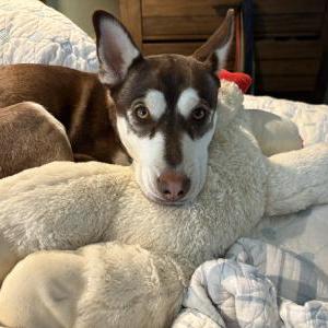 Image of Saffy, Lost Dog