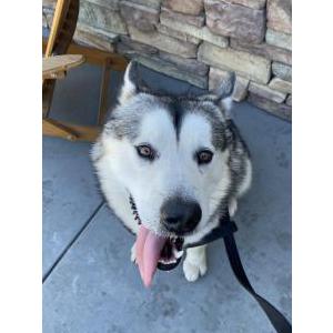 Found Dog Unknown