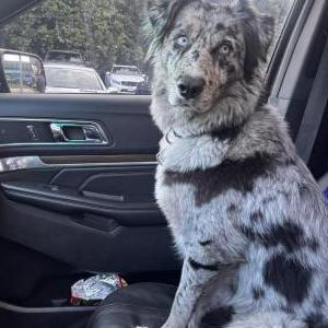 Image of Marley, Lost Dog