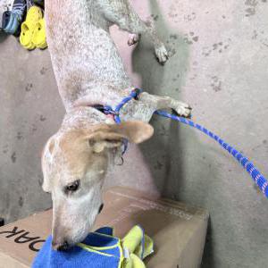 Image of Unknown, Found Dog