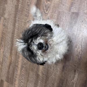 Image of Unknown, Found Dog