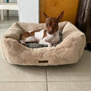Lost Dog Dan