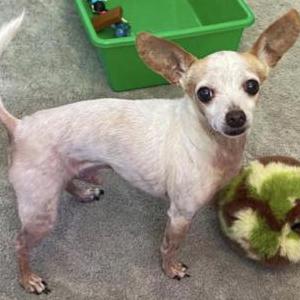 Image of Carrots, Lost Dog