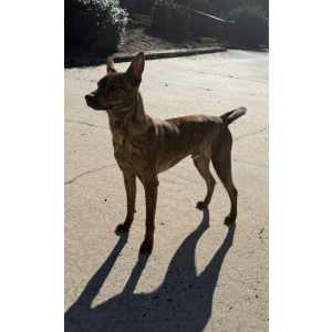 Lost Dog Doc