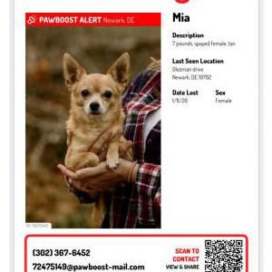 Image of Mia, Lost Dog