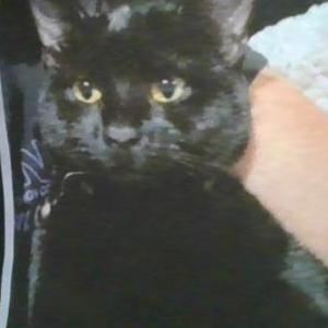 Image of Omen, Lost Cat