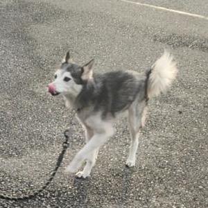 Image of Mac, Lost Dog