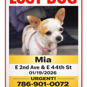 Lost Dog Mia