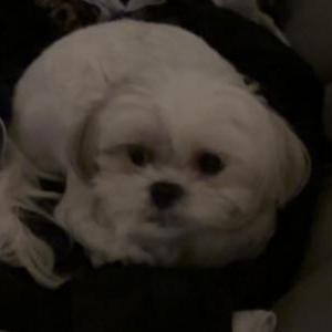 Image of Kash, Lost Dog