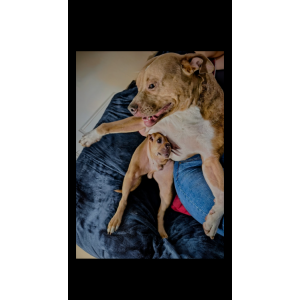 Image of Unknown, Found Dog