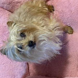 Image of Teddy, Lost Dog