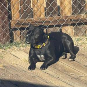 Image of Faye, Lost Dog