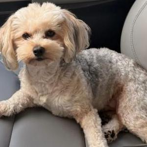 Image of Charcoal, Lost Dog