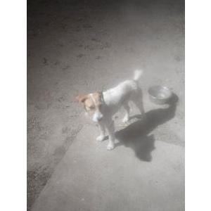 Image of Unknown, Lost Dog