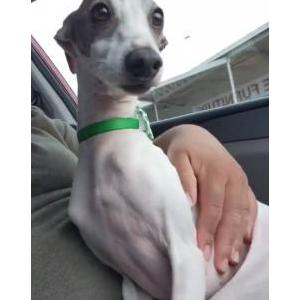 Lost Dog Kash