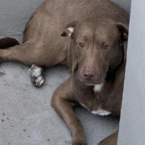 Lost Dog Gia
