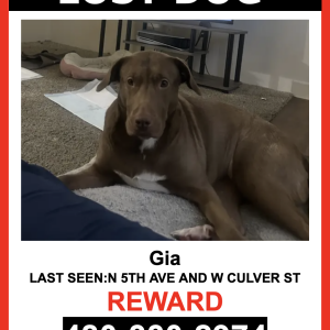Lost Dog Gia