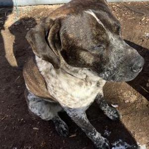 Lost Dog Diesel