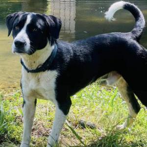 Lost Dog Axl