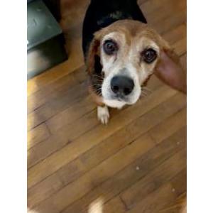 Image of Unknown, Found Dog