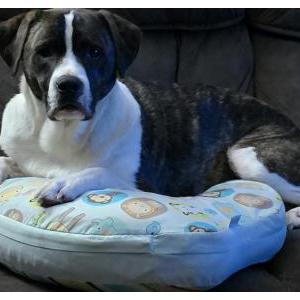 Image of Chili, Lost Dog