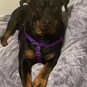 Image of Gabby, Lost Dog