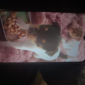 Image of princess, Lost Dog