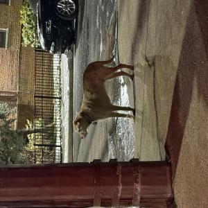 Found Dog Unknown