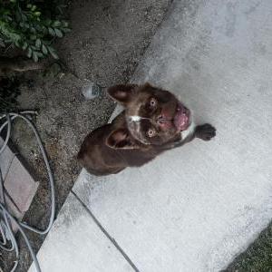 Image of Unknown, Found Dog