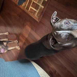 Image of Unknown, Found Dog