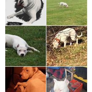 Image of Apache, Lost Dog