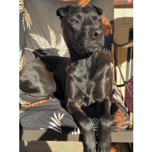 Image of Charles, Lost Dog