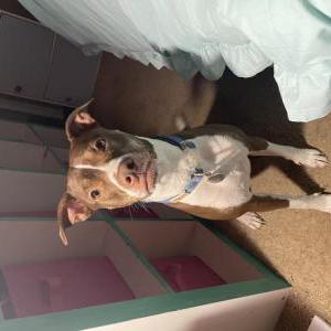 Image of Freya, Lost Dog