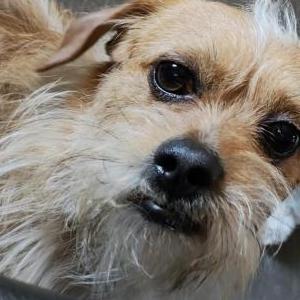 Lost Dog Cosmo