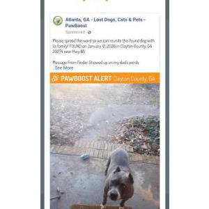 Image of Unknown, Found Dog