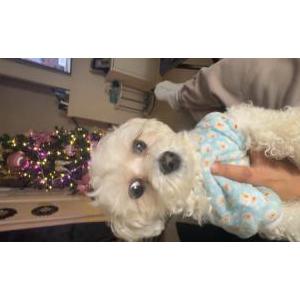 Image of Gracie, Lost Dog