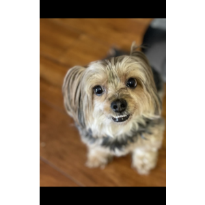 Image of Jojo, Lost Dog
