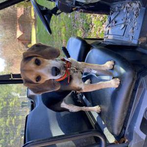Image of winston, Lost Dog