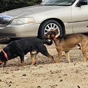 Image of UNKNOWN, Found Dog