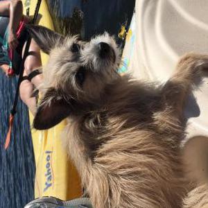 Image of Max, Lost Dog