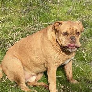 Image of Knox, Lost Dog