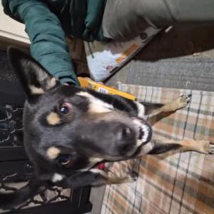 Image of Unknown, Found Dog
