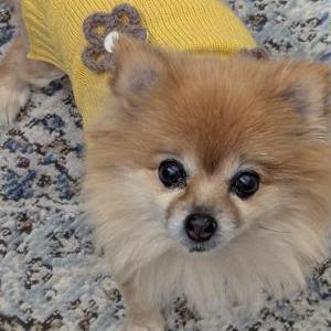 Image of Bella, Lost Dog