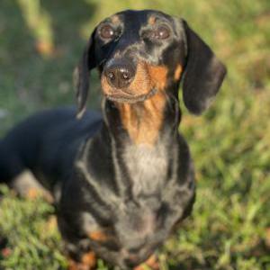 Image of Tillie, Lost Dog