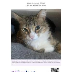 Image of NAMI, Lost Cat