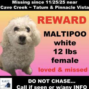 Image of Lumi, Lost Dog