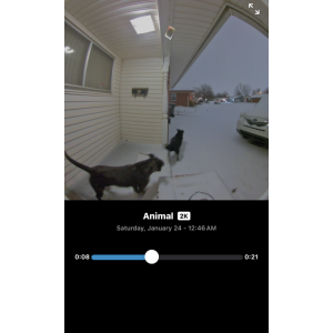 Image of 2 unkown, Found Dog