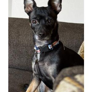 Image of Zelda, Lost Dog